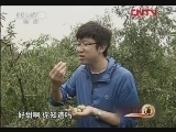 生财有道 《生财有道》 20120407 致富榜样——沾化冬枣：造就品质多重奏