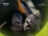 自然传奇 《自然传奇》 20171230 探秘自然·可爱的小宝贝