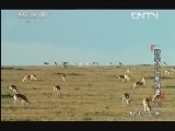 动物世界 《动物世界》 20130613 猎豹之生死时速（下）
