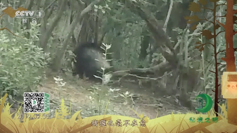 秘境之眼 《秘境之眼》 猪獾 20220720