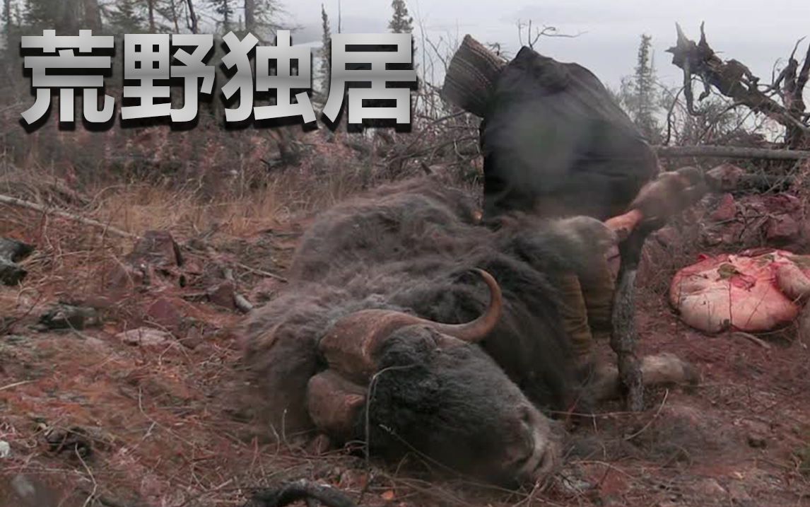 麝牛