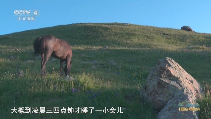 远方的家 《远方的家》 20260526 中国自然秘境 雪岭青峰 天山翡翠