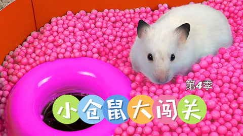 小仓鼠大闯关第4季