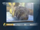 消费主张 《消费主张》 20161219 冬季水产市场——热带鱼