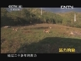 远方的家 《远方的家》 20131007 边疆行 守护野生动物