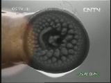 人与自然 《人与自然》 20130618 自然发现 利嘴钢牙