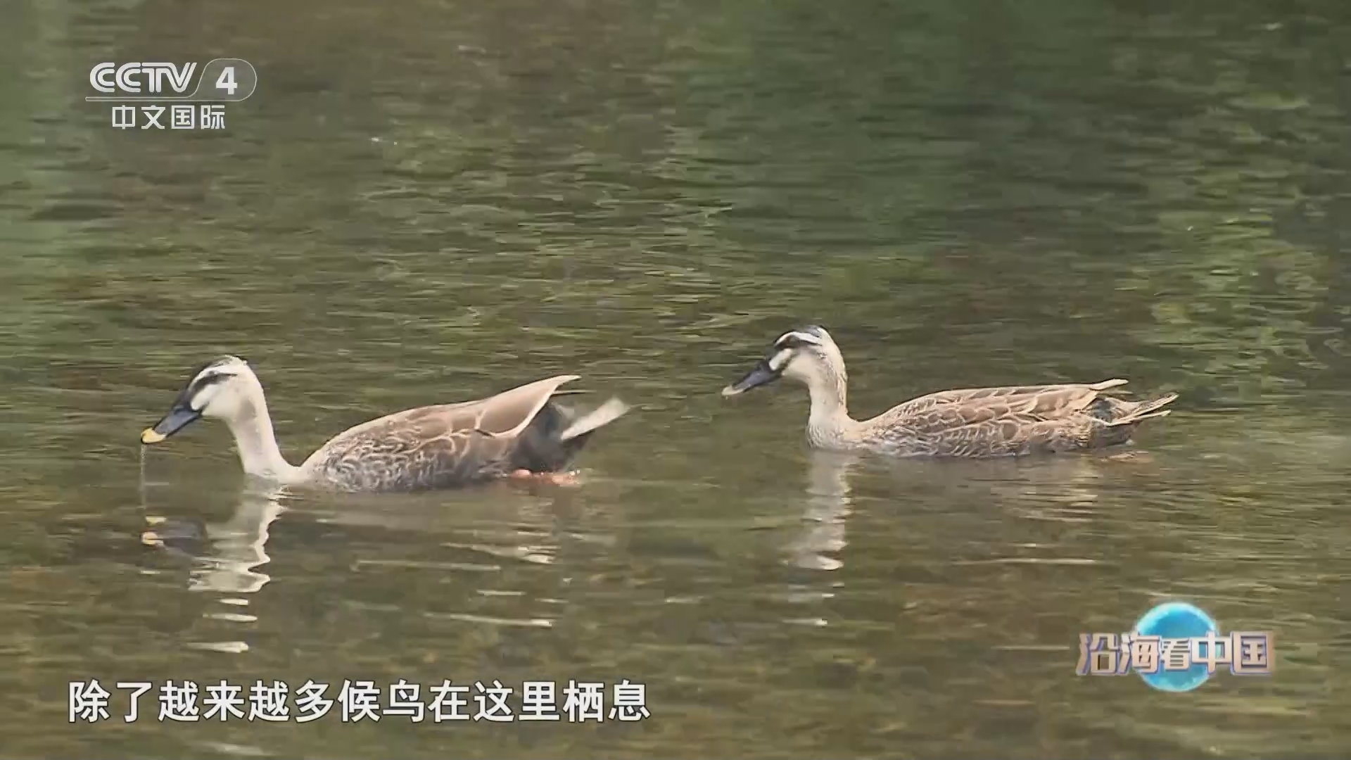 远方的家 《远方的家》 20240102 沿海看中国（38） 家在广州