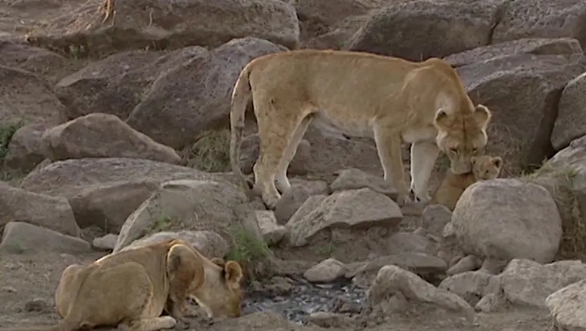 《大猫日记第三季》第2集