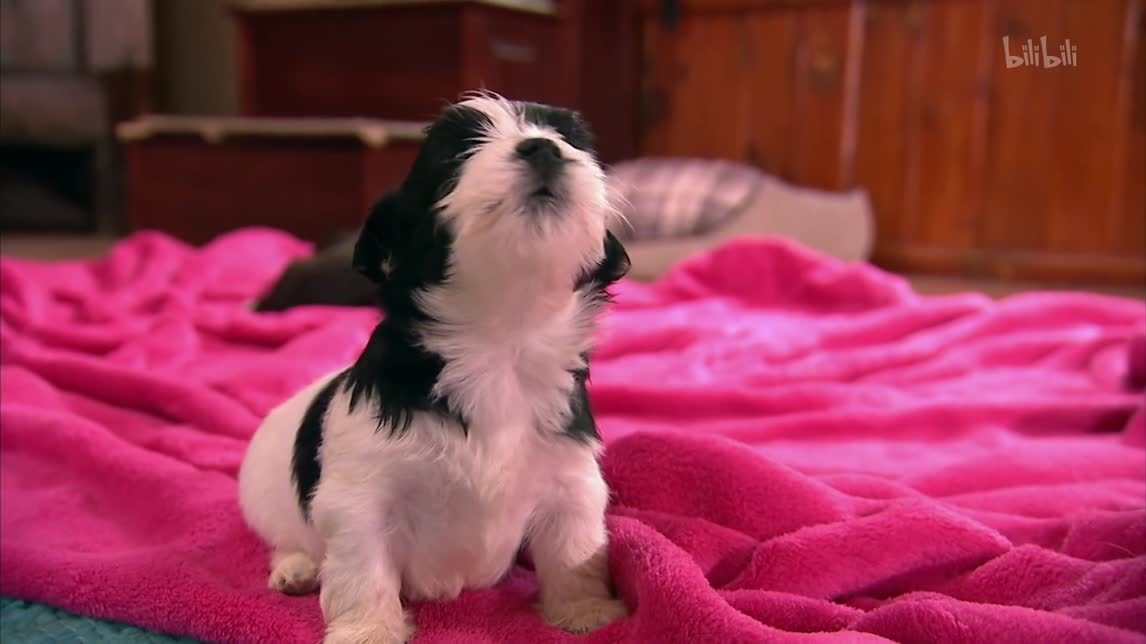 松狮脊背犬哈威那犬