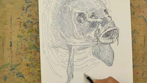 钢笔画：脑纹线描画鲤鱼头
