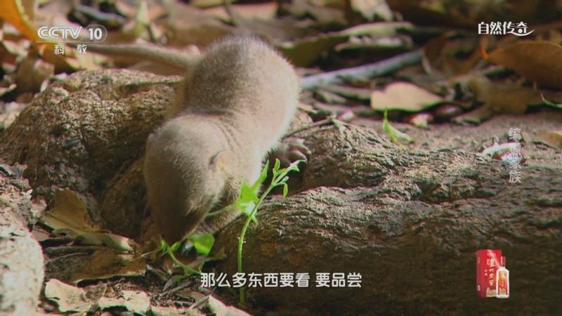 自然传奇 《自然传奇》 20240911 缟獴家族