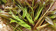人气美食 春味“绿野仙踪”食野菜