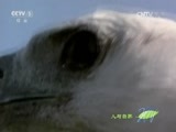 人与自然 《人与自然》 20160229 捕食者的本能—利爪（上）