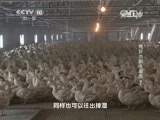 走近科学 《走近科学》 20150310 鸭肝也能生着吃？