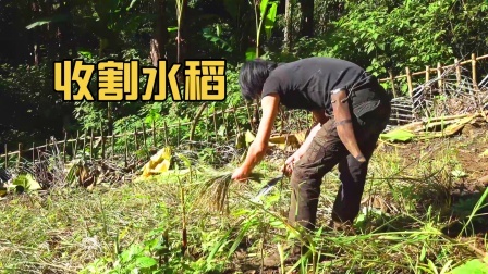 原始丛林人苏门答腊 第二季 荒野种植水稻，收割丰收的喜悦，生活憧憬变得如此美好