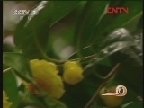 生财有道 《生财有道》 20120418 走出深山的金花茶