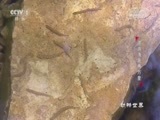 动物世界 《动物世界》 20171007 遨游海底两万里