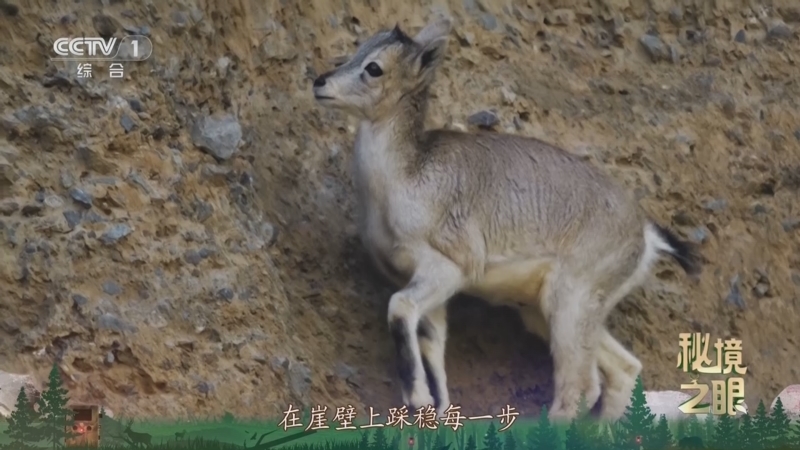 秘境之眼 《秘境之眼》 岩羊 20250606