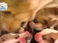 狗狗周记第一季 狗狗週記 第一季01