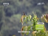 地理中国 《地理中国》 20170329 飞影迷踪（下）