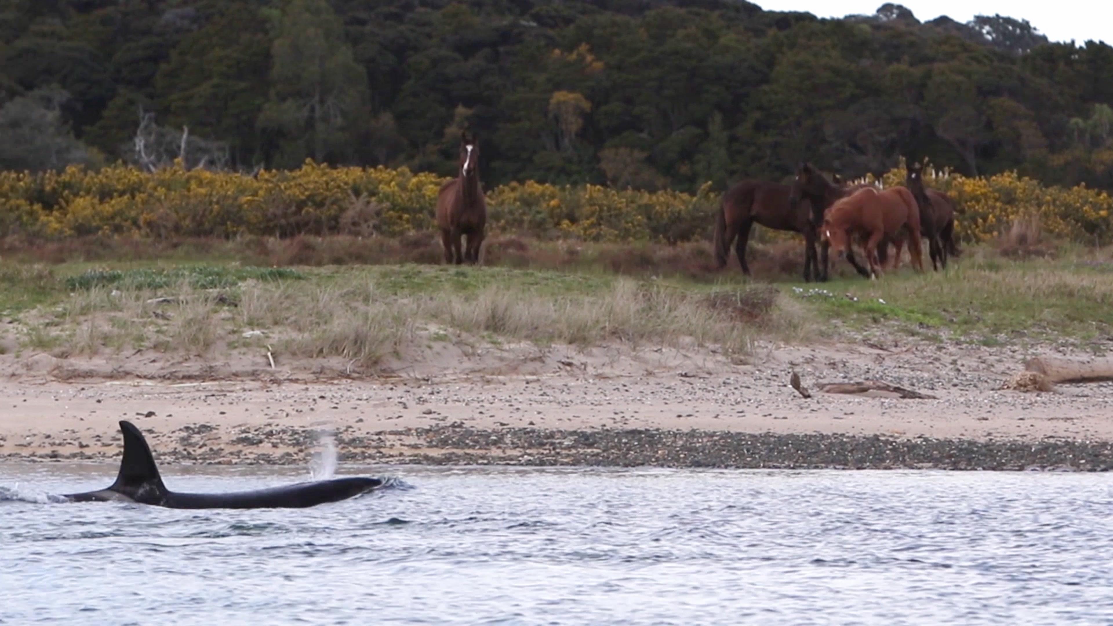 《海洋捕食者》第1集