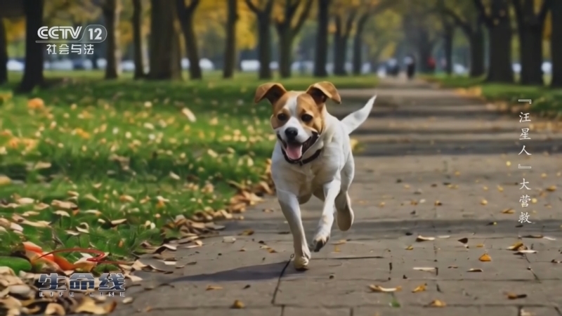 《生命线》 20260306