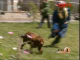 生财有道 《生财有道》 20111206 花卉大王的红獒情