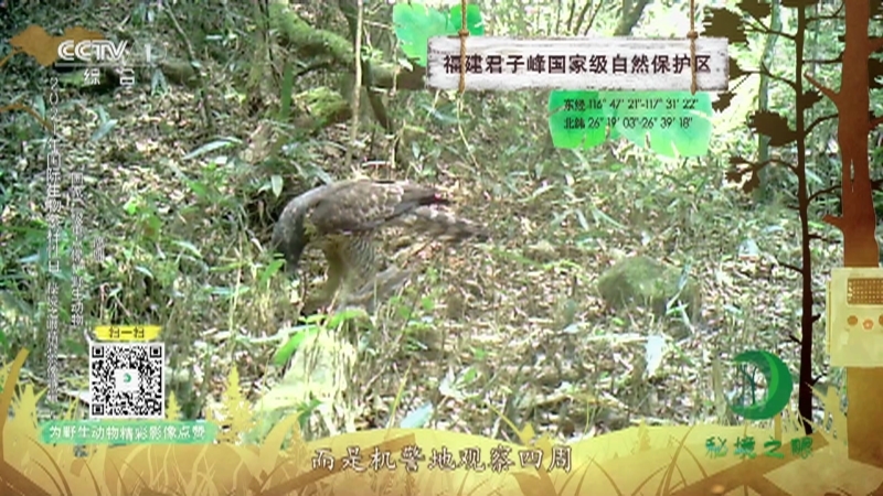 《秘境之眼》 星头啄木鸟/栗啄木鸟/鹰雕/猪獾 20210526