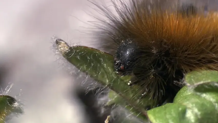 《冰冻星球》第2集