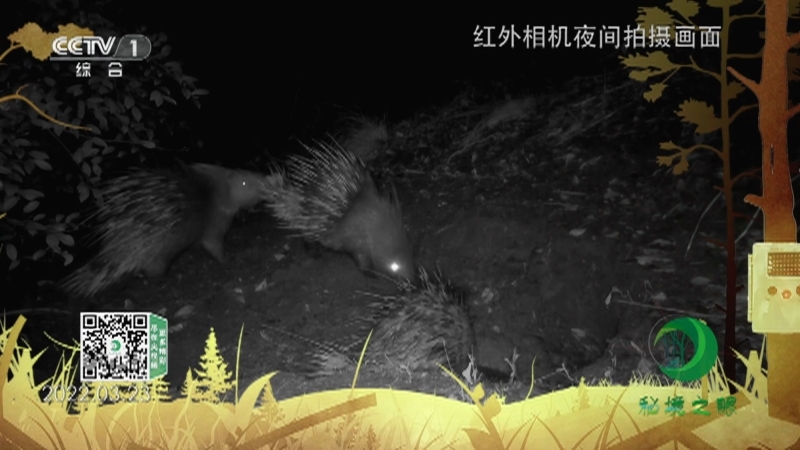 秘境之眼 《秘境之眼》 豪猪 20230413