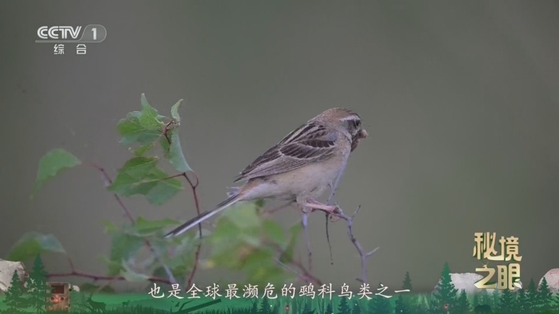 秘境之眼 《秘境之眼》 栗斑腹鹀 20260628