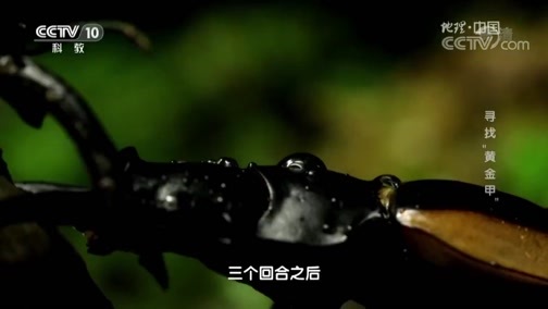 地理中国 《地理中国》 20190423 秘境考察·寻找“黄金甲”