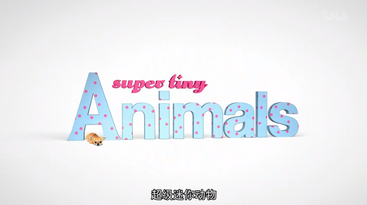 超级迷你动物