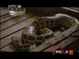 科技人生 人蟒情未了 科技人生20110109