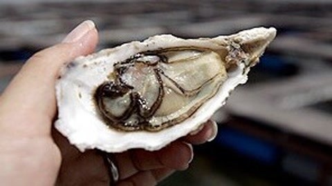 东奔悉跑 塔州绝美沁香太平洋生蚝《东奔悉跑》15