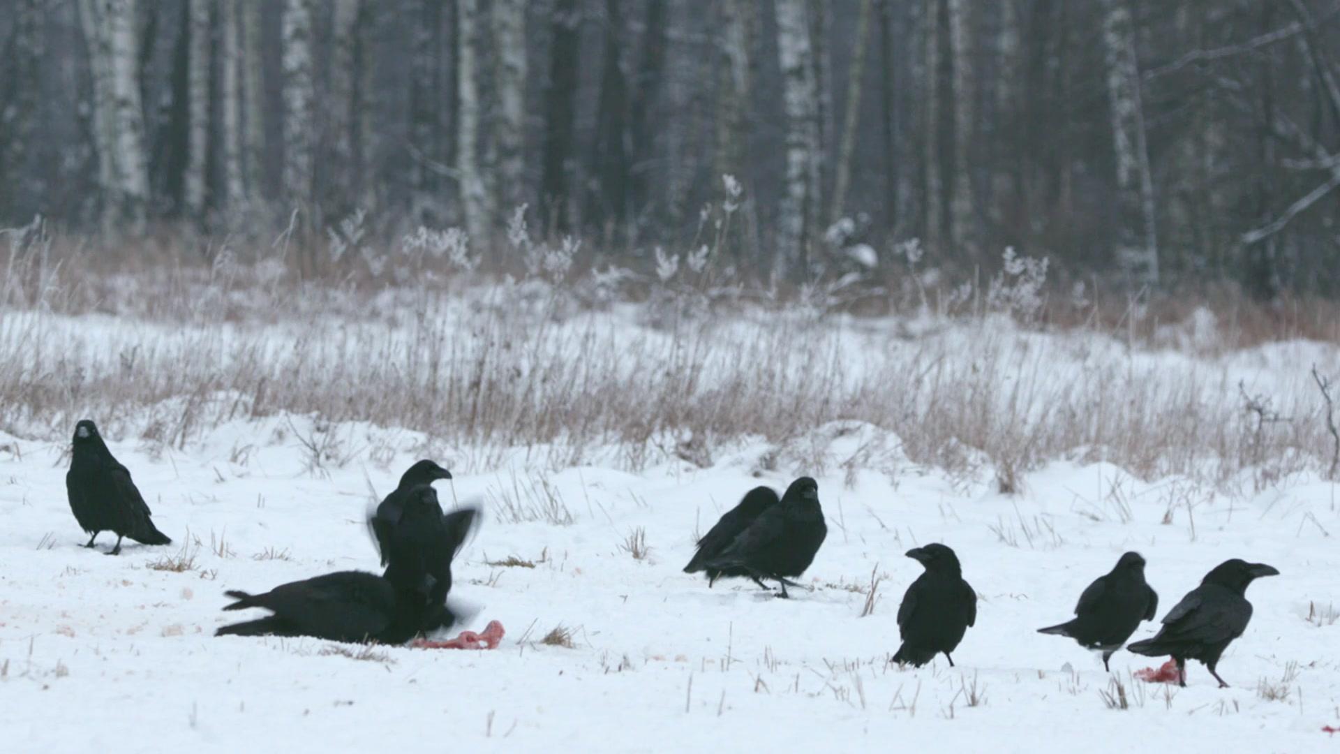 欧洲隐密珍宝第一季 第3集