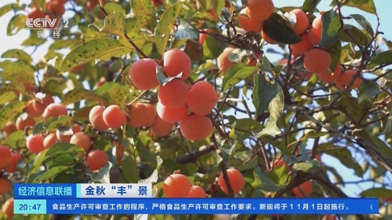 经济信息联播 《经济信息联播》 20221022