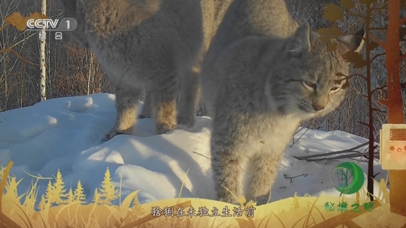 秘境之眼 《秘境之眼》 猞猁 20230720