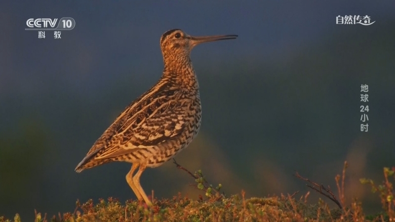《自然传奇》 20260305 地球24小时