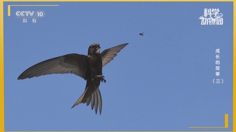《科学动物园》 20250915 成长的故事（三）
