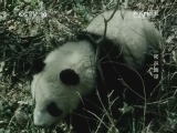 地理中国 《地理中国》 20141104 密林幽径
