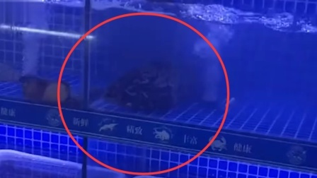 女子吃完饭发现上了桌的鱼又活了 当场愣住