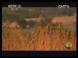 魅力纪录（CCTV-1综合频道） 《魅力纪录》 20130403 货币 第三集 黄金命运