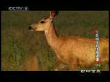 动物世界 动物世界 2010年 第226期