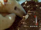 动物世界 动物世界 2010年 第198期
