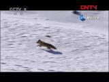 人类星球 《人类星球》金雕猎狐的生死瞬间