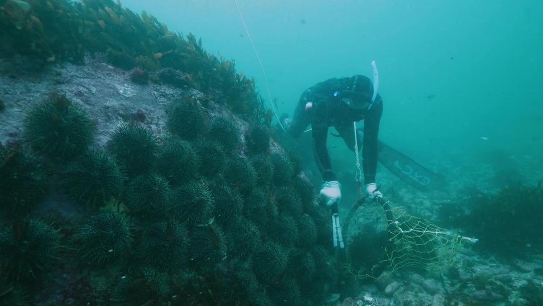 黄金海胆猎人 第1集