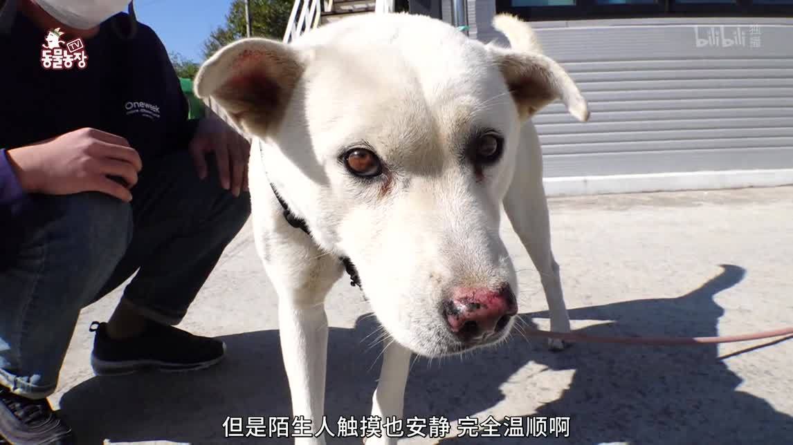 动物农场2020 特技小狗