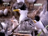 创新进行时 《创新进行时》 20160902 神话之鸟