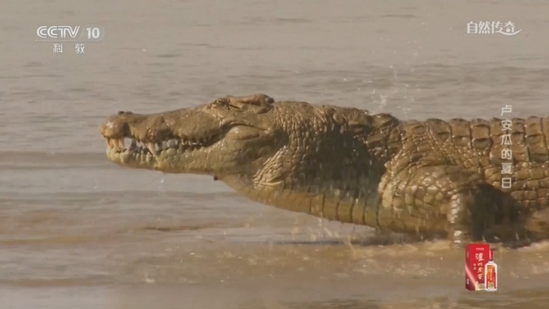 《自然传奇》 20260323 卢安瓜的夏日